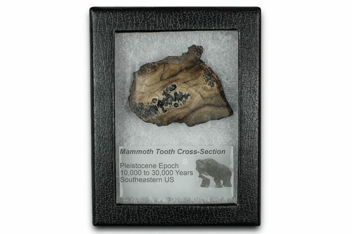 Mammoth Molar Section With Case - South Carolina #350003